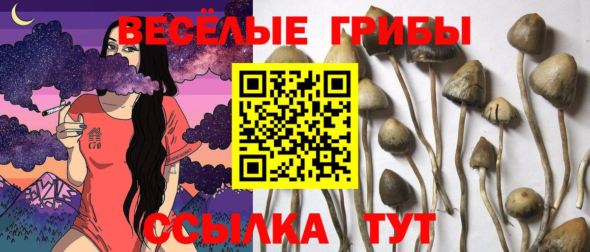 Псилоцибиновые грибы прущие грибы  Вход с VPN  Советск 